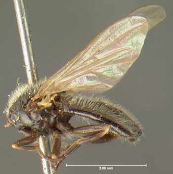 Media type: image;   Entomology 13109 Aspect: habitus lateral view
